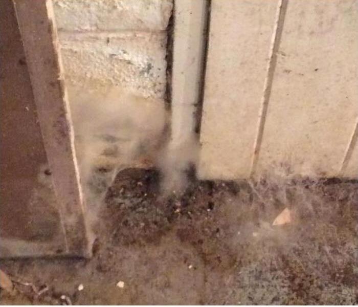 several types of mold in a home