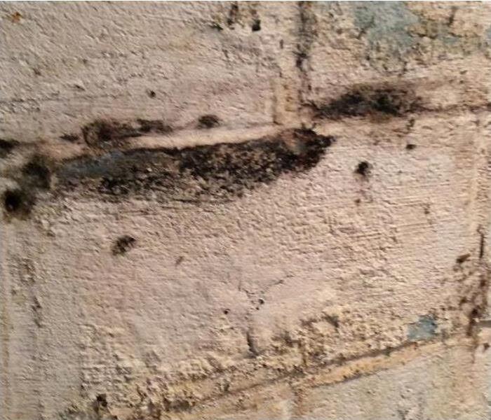 Black mold growth on white wall